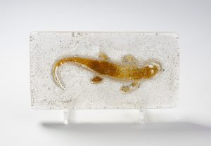©Elsbeth Pluimers - Tiktaalik - cristal clear glass - 24x12,5x 2 cm - 2018